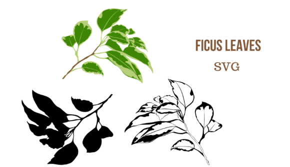 Ficus Leaves SVG: Clean Graphics & Illustrations for Local Brands
